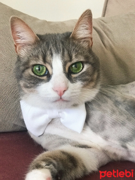 Manx, Kedi  Kedi fotoğrafı