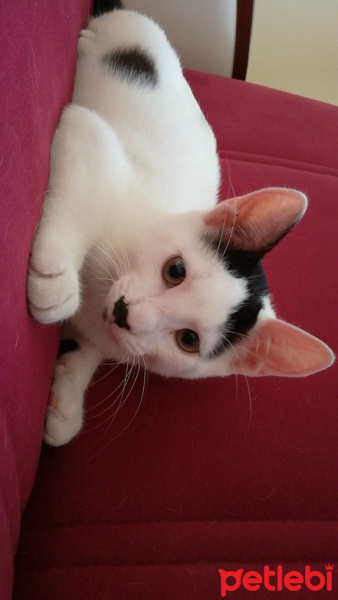 Somali, Kedi  Kiss you fotoğrafı