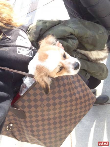 Pekingese, Köpek  cookie fotoğrafı