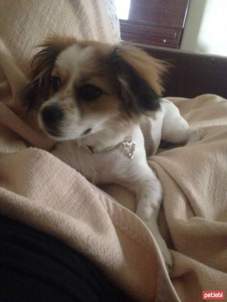 Pekingese, Köpek  cookie fotoğrafı