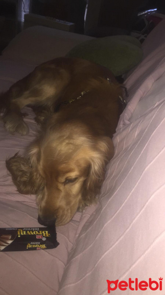 İngiliz Cocker Spaniel, Köpek  Tarçın fotoğrafı