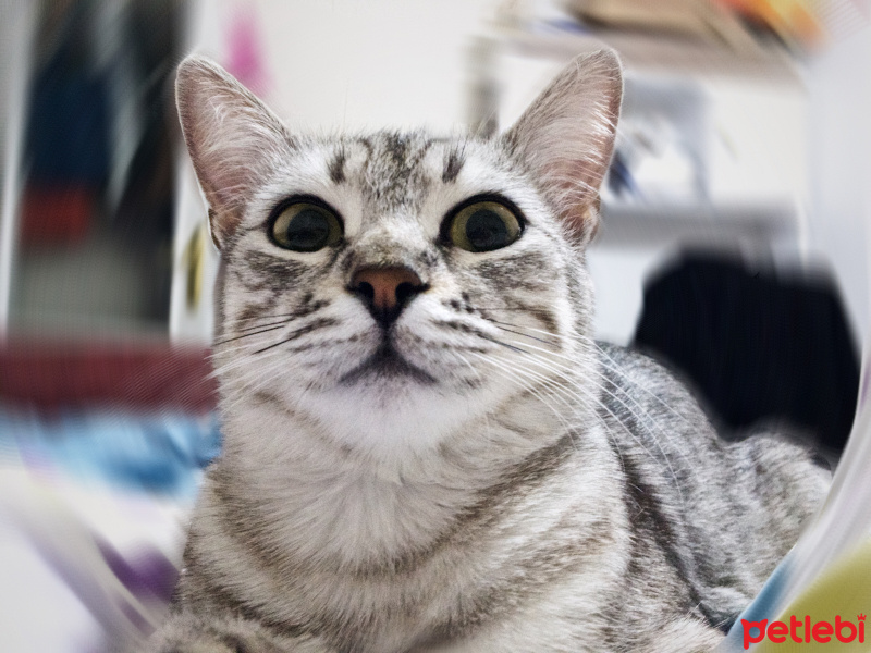 Egyptian Maular, Kedi  Tırmık fotoğrafı