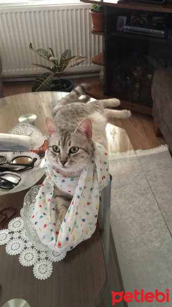 Egyptian Maular, Kedi  Tırmık fotoğrafı