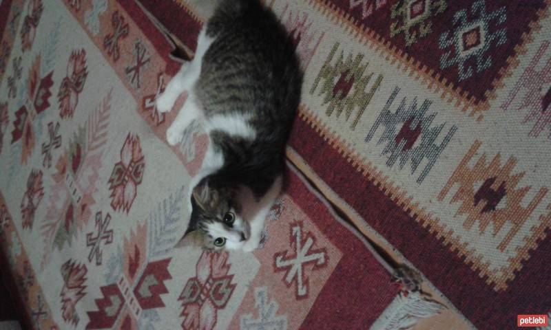 Tekir Kedi, Kedi  bahar fotoğrafı