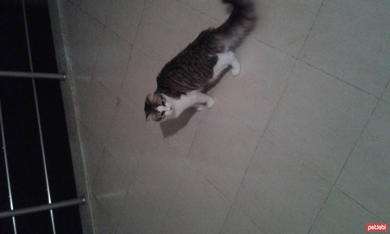 Tekir Kedi, Kedi  bahar fotoğrafı