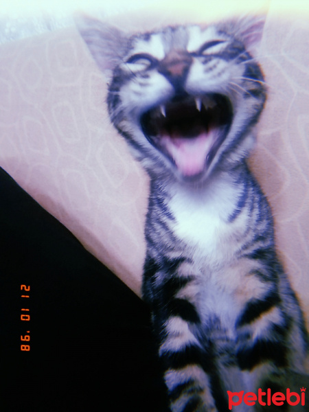 Tekir Kedi, Kedi  Archie fotoğrafı