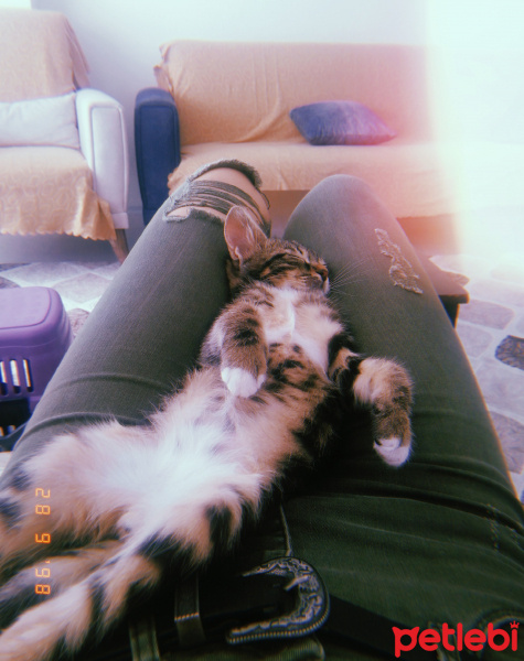 Tekir Kedi, Kedi  Archie fotoğrafı