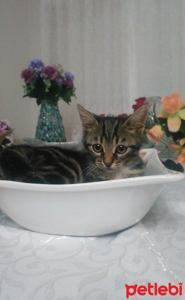 Tekir Kedi, Kedi  Archie fotoğrafı