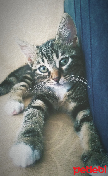 Tekir Kedi, Kedi  Archie fotoğrafı
