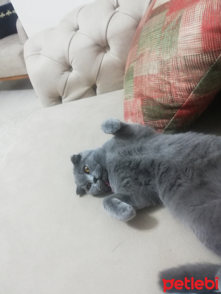Scottish Fold, Kedi  Paris fotoğrafı