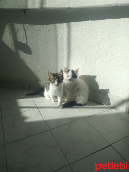 Sarman, Kedi  Paşa fotoğrafı