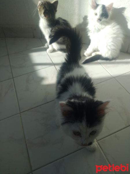 Sarman, Kedi  Paşa fotoğrafı
