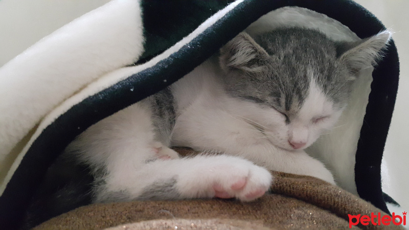 Tekir Kedi, Kedi  Yumak fotoğrafı