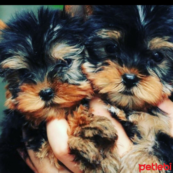 Yorkshire Terrier, Köpek  Ali fotoğrafı