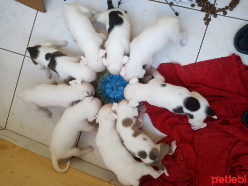 Amerikan Pitbull Terrier, Köpek  Pitbull yavrusu fotoğrafı