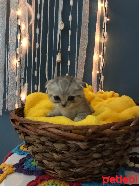 Scottish Fold, Kedi  Matthias fotoğrafı