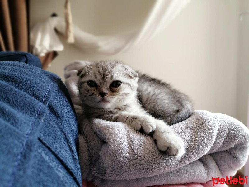 Scottish Fold, Kedi  Matthias fotoğrafı