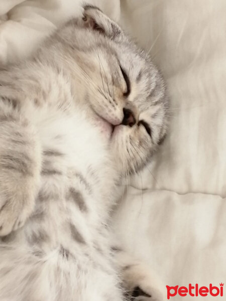 Scottish Fold, Kedi  Matthias fotoğrafı