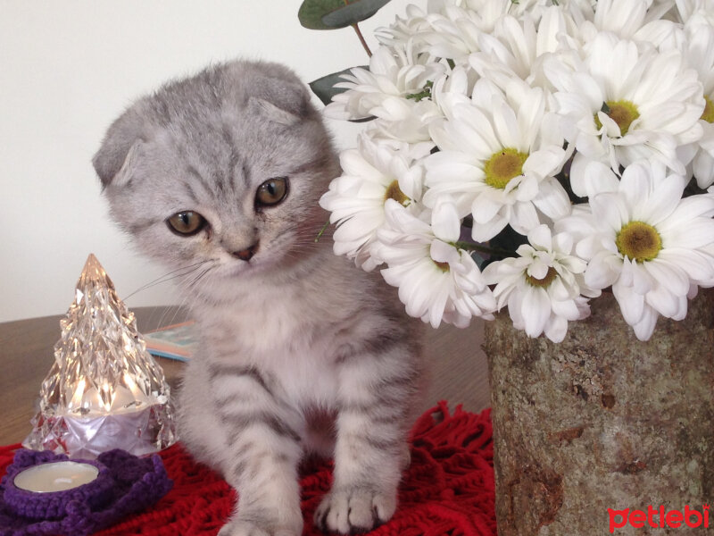 Scottish Fold, Kedi  Matthias fotoğrafı