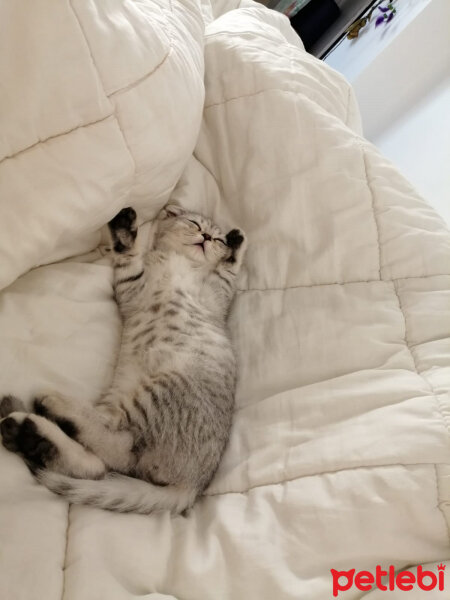 Scottish Fold, Kedi  Matthias fotoğrafı