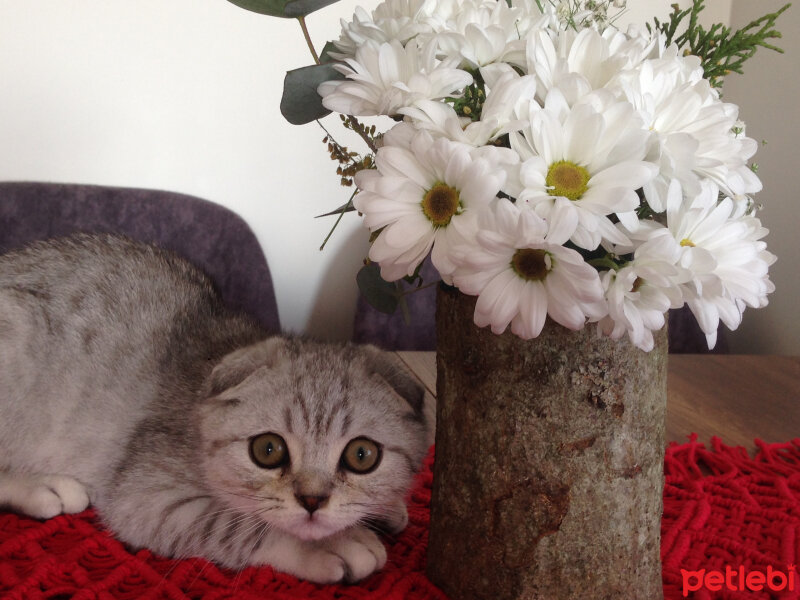 Scottish Fold, Kedi  Matthias fotoğrafı