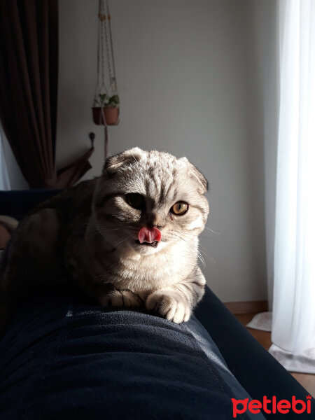 Scottish Fold, Kedi  Matthias fotoğrafı