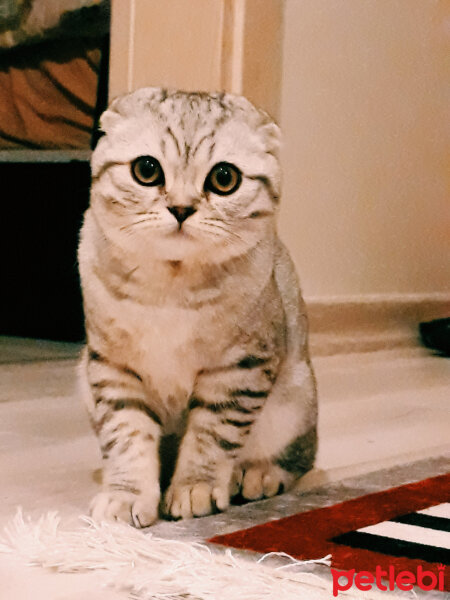 Scottish Fold, Kedi  Matthias fotoğrafı