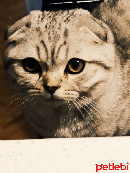 Scottish Fold, Kedi  Matthias fotoğrafı