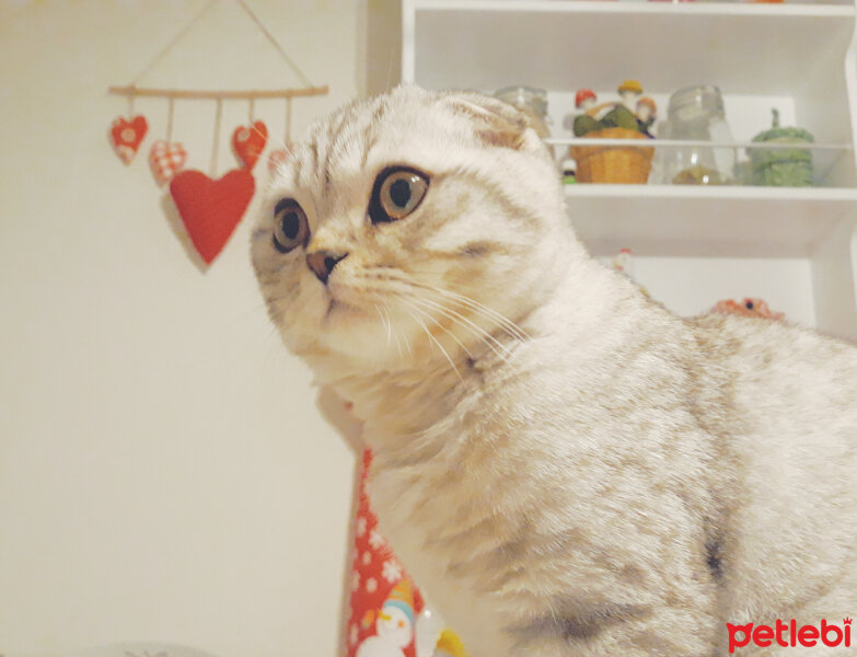 Scottish Fold, Kedi  Matthias fotoğrafı