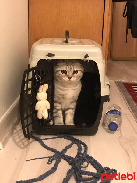 Scottish Fold, Kedi  Matthias fotoğrafı