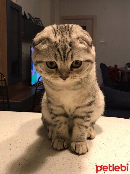 Scottish Fold, Kedi  Matthias fotoğrafı