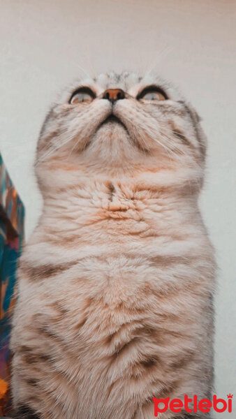 Scottish Fold, Kedi  Matthias fotoğrafı