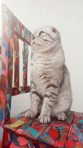 Scottish Fold, Kedi  Matthias fotoğrafı