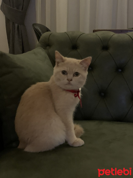 British Shorthair, Kedi  Henüz karar veremedik ama çiko veya çaki olacaismi fotoğrafı