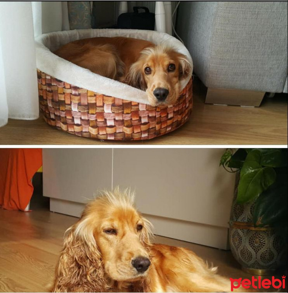İngiliz Cocker Spaniel, Köpek  Tarçın fotoğrafı