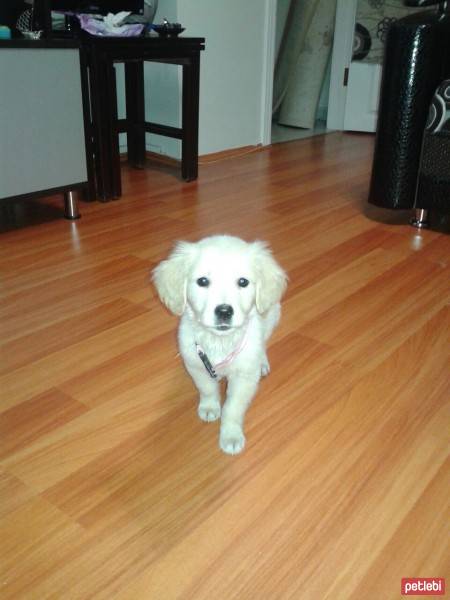 Golden Retriever, Köpek  bulut fotoğrafı