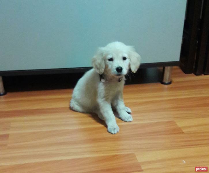 Golden Retriever, Köpek  bulut fotoğrafı