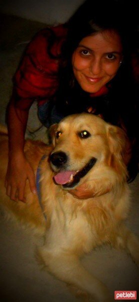 Golden Retriever, Köpek  rüzgar fotoğrafı