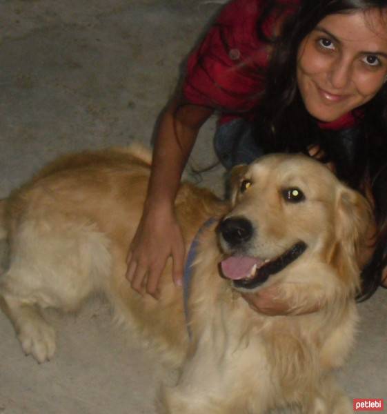 Golden Retriever, Köpek  rüzgar fotoğrafı