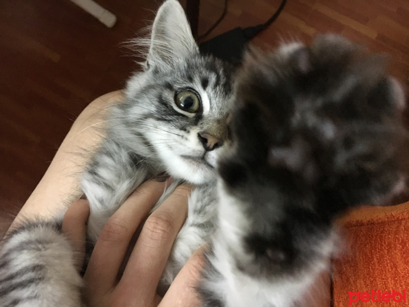 Tekir Kedi, Kedi  Mittsu fotoğrafı