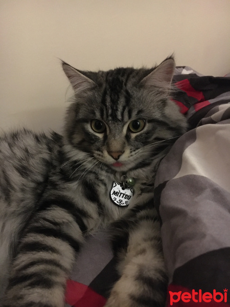 Tekir Kedi, Kedi  Mittsu fotoğrafı
