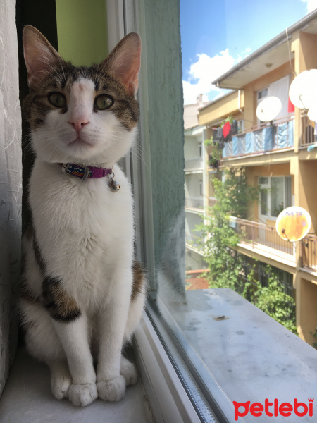 Tekir Kedi, Kedi  Vassily fotoğrafı