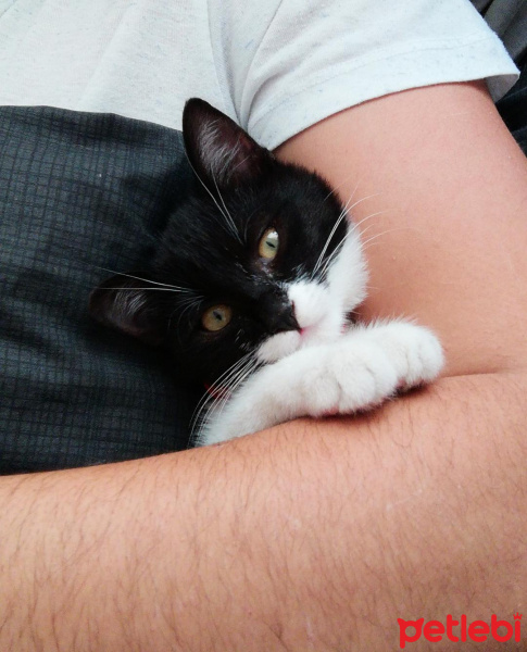 Bombay, Kedi  PRENS fotoğrafı