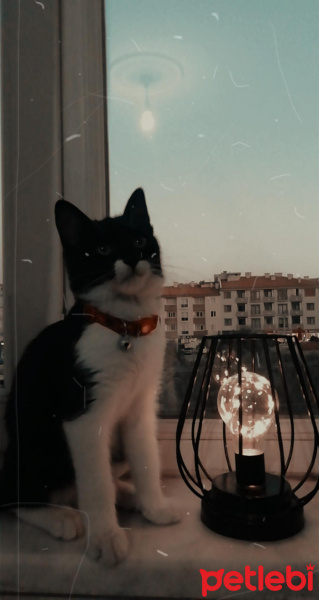 Bombay, Kedi  PRENS fotoğrafı