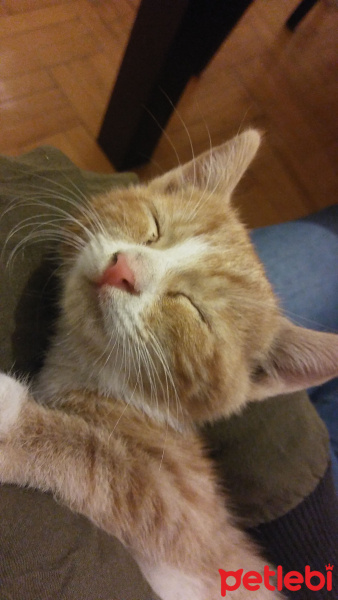 Tekir Kedi, Kedi  Sushi fotoğrafı