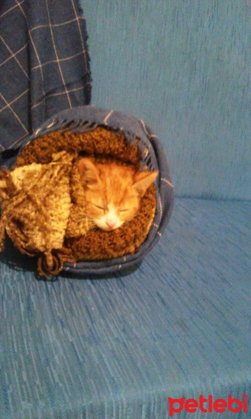 Tekir Kedi, Kedi  Sushi fotoğrafı