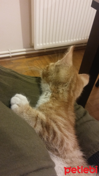 Tekir Kedi, Kedi  Sushi fotoğrafı