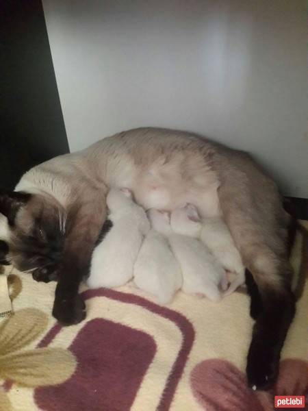 Siyam Kedisi, Kedi  Latte fotoğrafı
