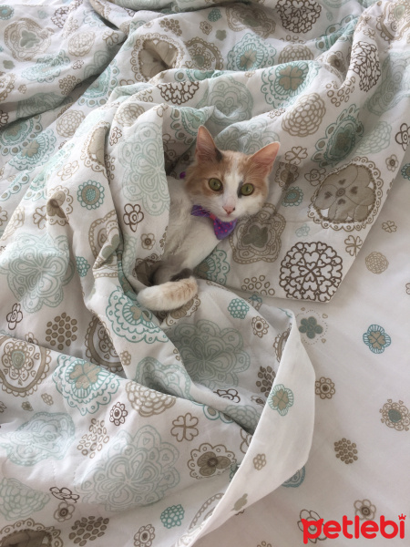 Tekir Kedi, Kedi  Şans fotoğrafı