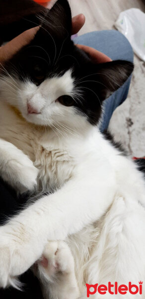 Tuxedo (Smokin) Kedi, Kedi  Miya fotoğrafı